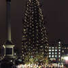 Christmas tree Trafalgar Square - świąteczna choinka na Trafalgar Square